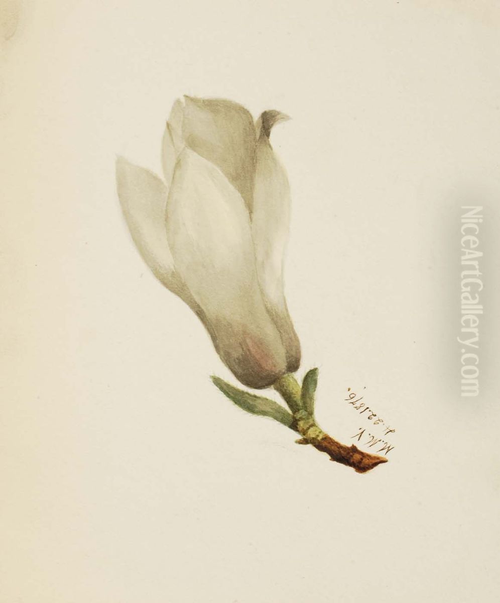 (Untitled--Flower Study) Oil Painting by Mary Vaux Walcott