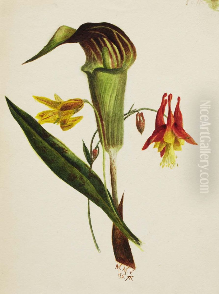 Untitled (Jack in the Pulpit) Oil Painting by Mary Vaux Walcott