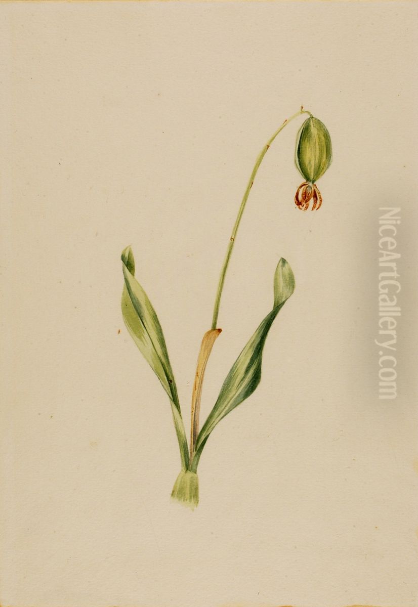 (Untitled) (Plant Study) Oil Painting by Mary Vaux Walcott