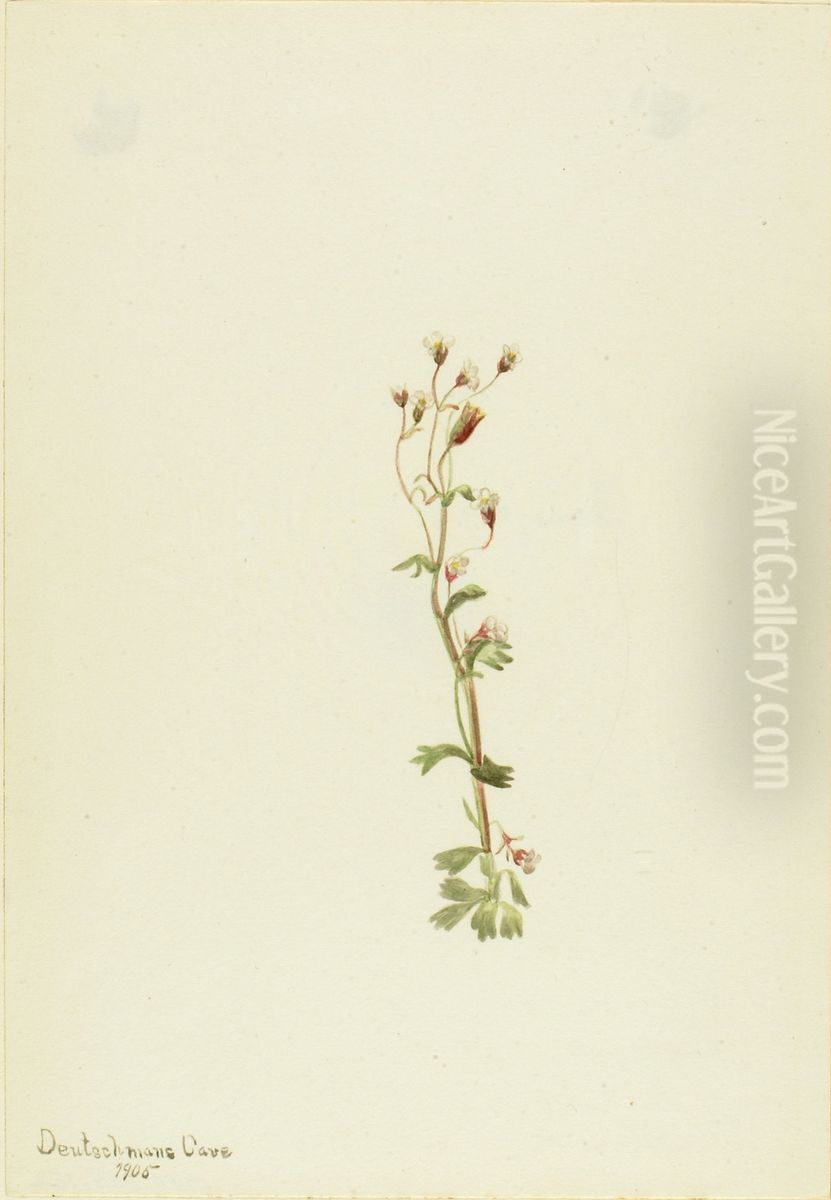 Untitled--Plant Study Oil Painting by Mary Vaux Walcott