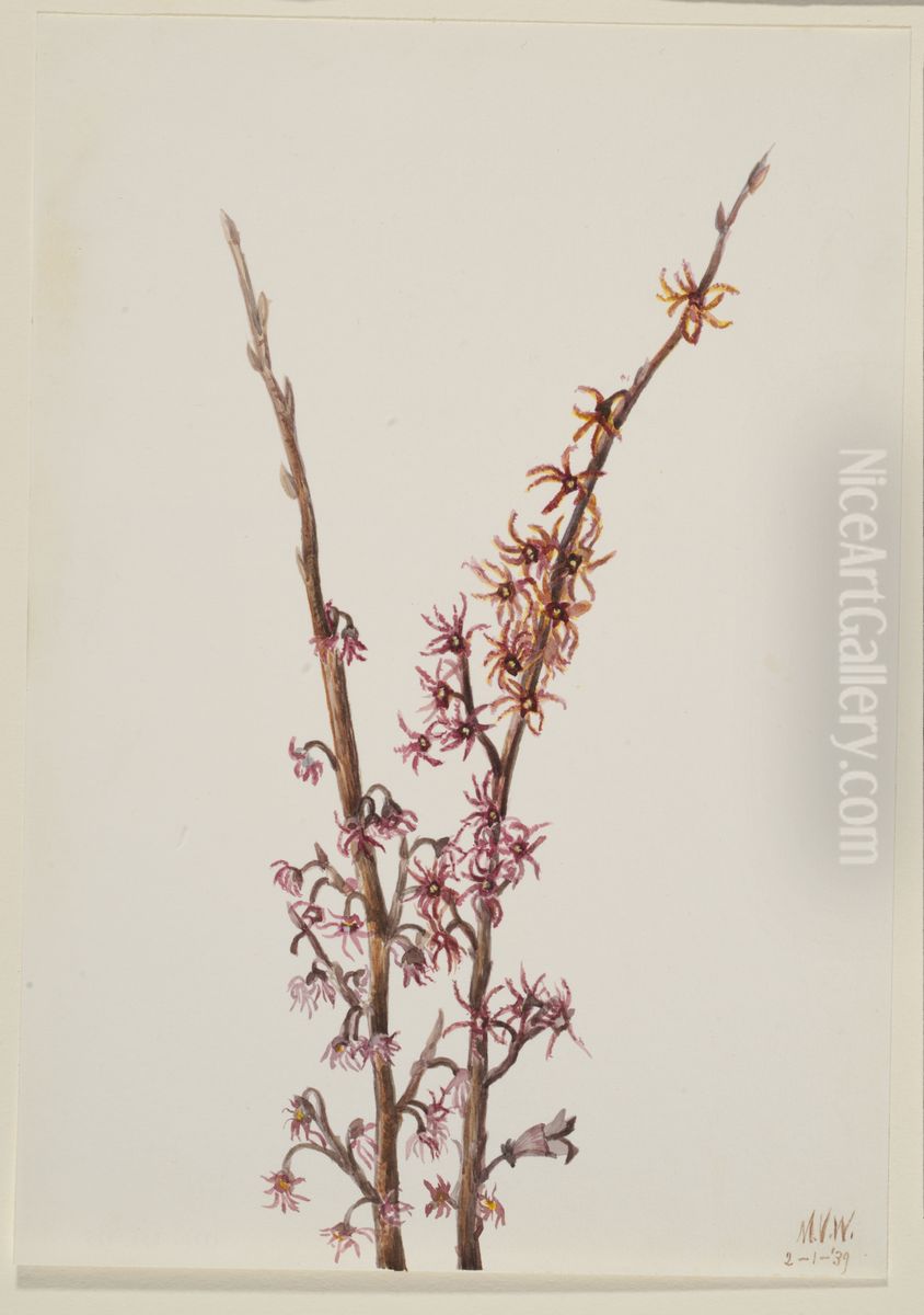 Untitled--Plant Study Oil Painting by Mary Vaux Walcott