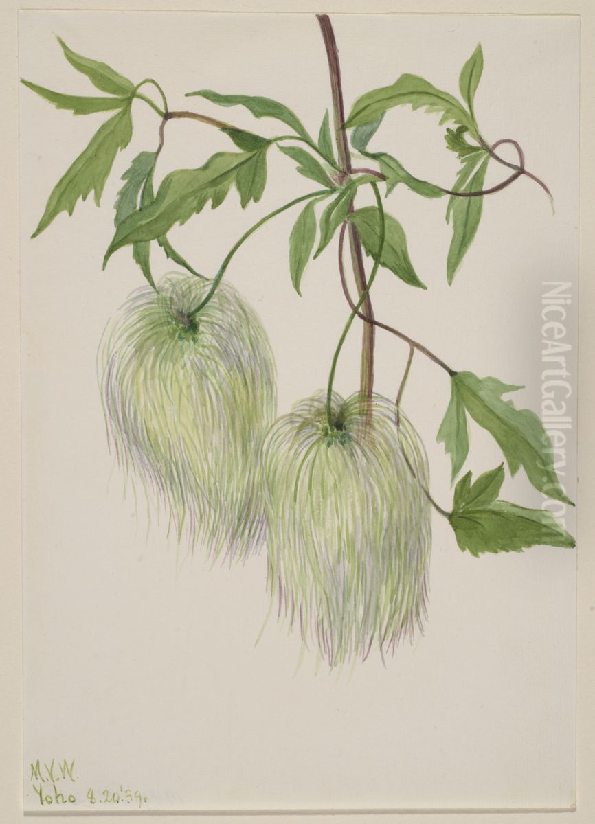 Untitled--Plant Study Oil Painting by Mary Vaux Walcott