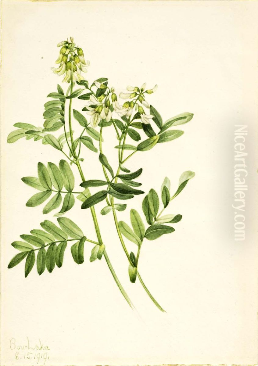 Untitled--Plant Study Oil Painting by Mary Vaux Walcott