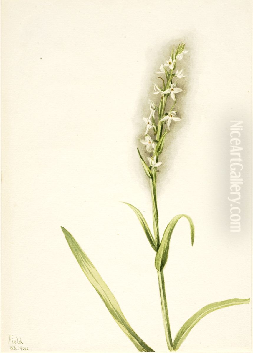 Untitled--Plant Study Oil Painting by Mary Vaux Walcott