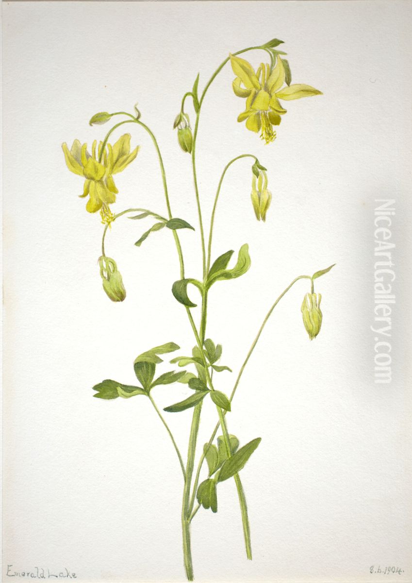 Untitled--Plant Study Oil Painting by Mary Vaux Walcott