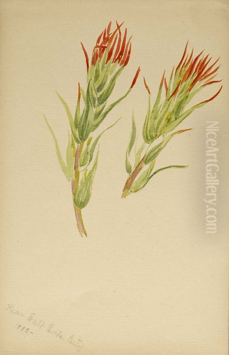 (Untitled--Plant Study) Oil Painting by Mary Vaux Walcott