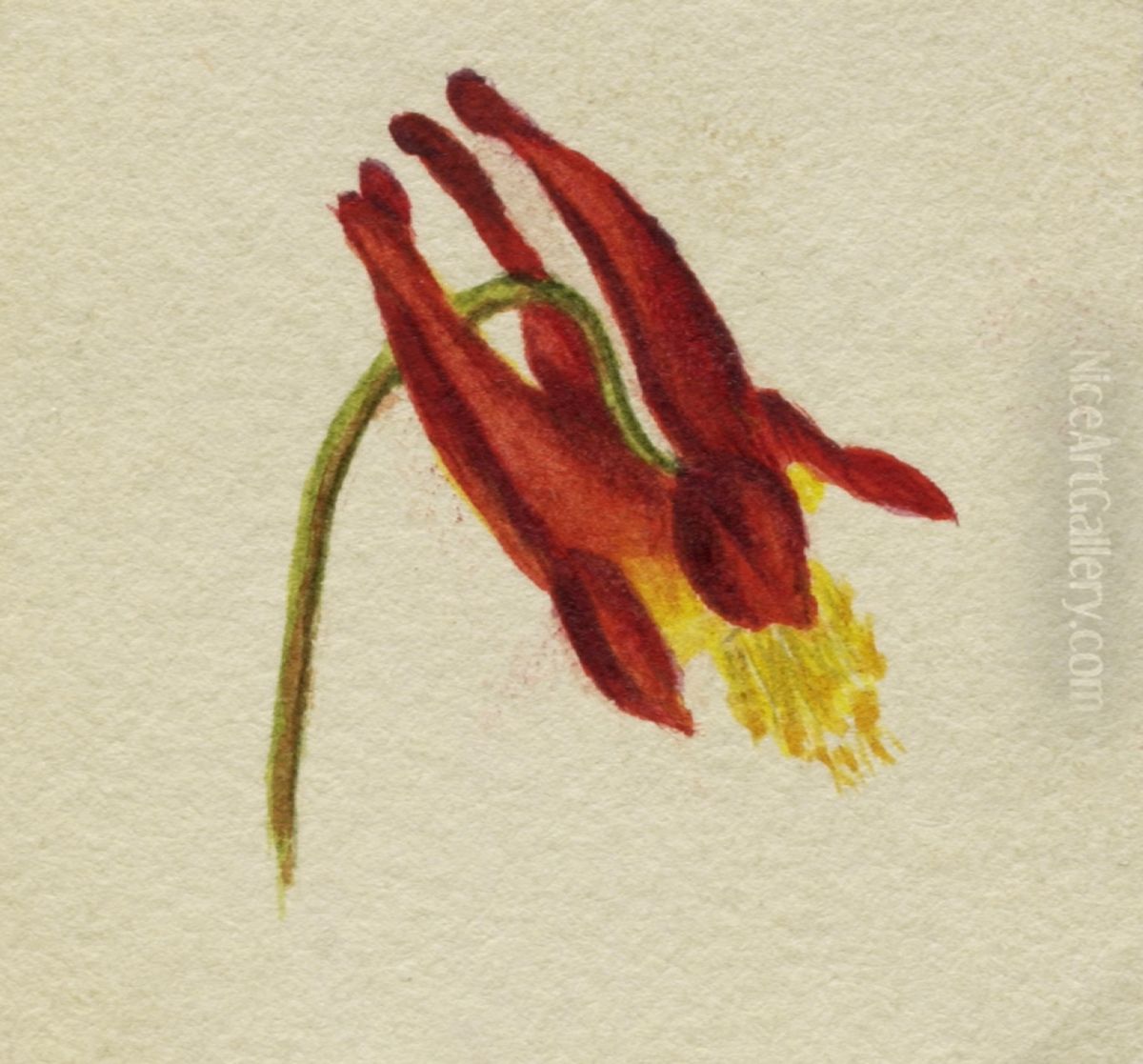 (Untitled) Oil Painting by Mary Vaux Walcott