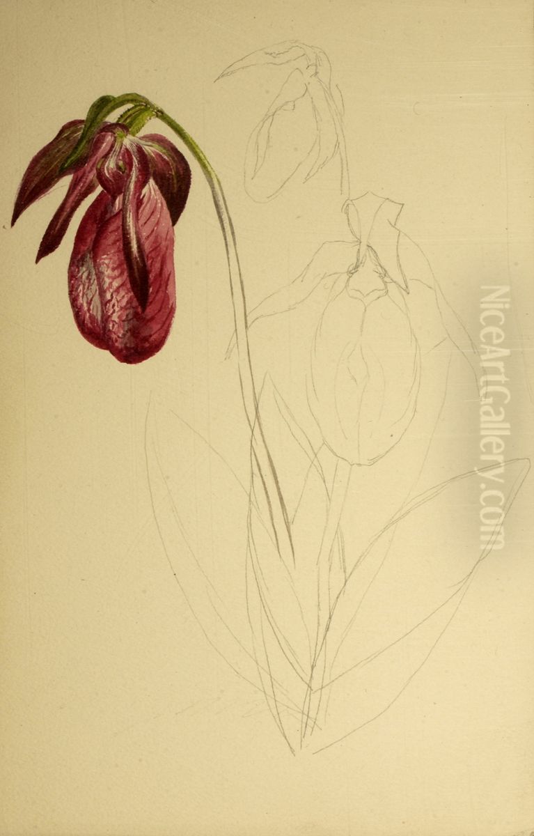 Untitled (Unfinished Sketch) Oil Painting by Mary Vaux Walcott