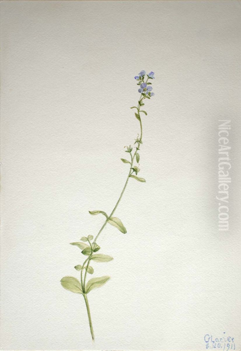 Veronica serpyllifolia Oil Painting by Mary Vaux Walcott