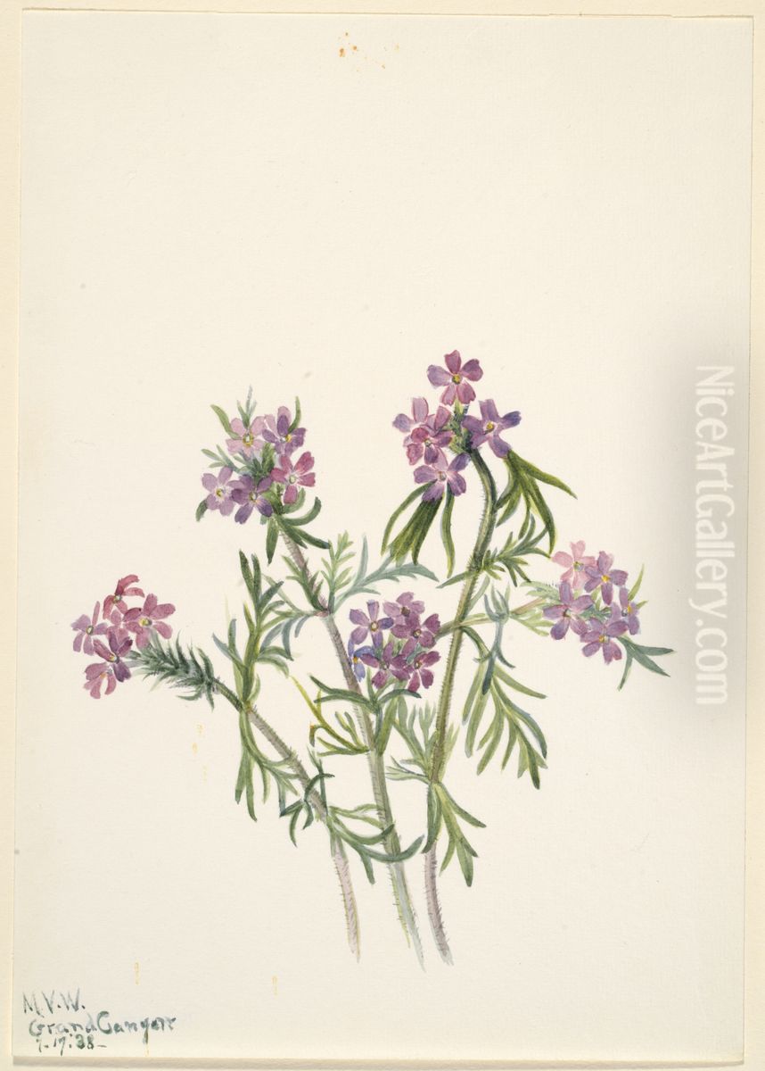 Vervain (Verbena wrightii) Oil Painting by Mary Vaux Walcott