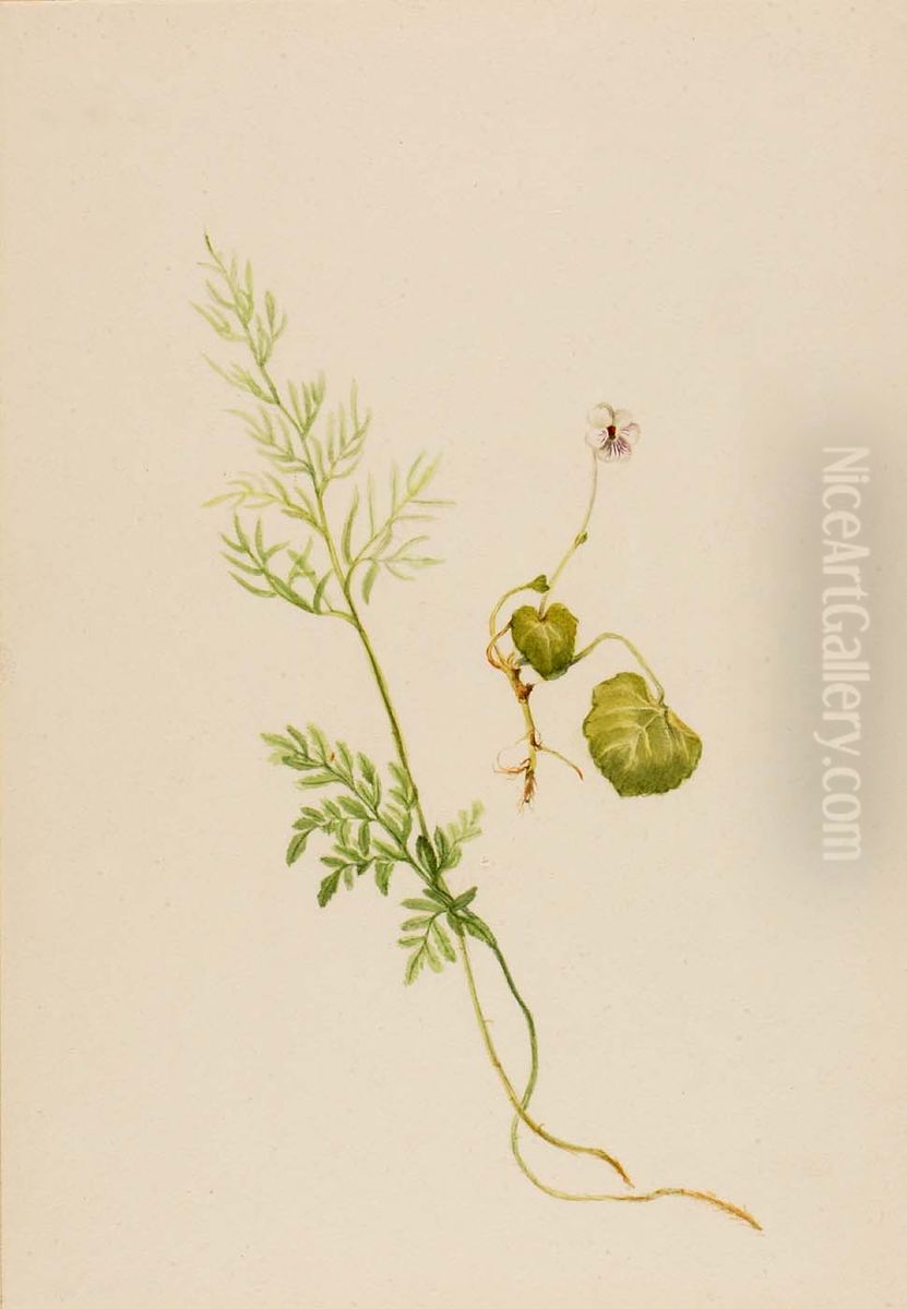 Viola palustris Oil Painting by Mary Vaux Walcott