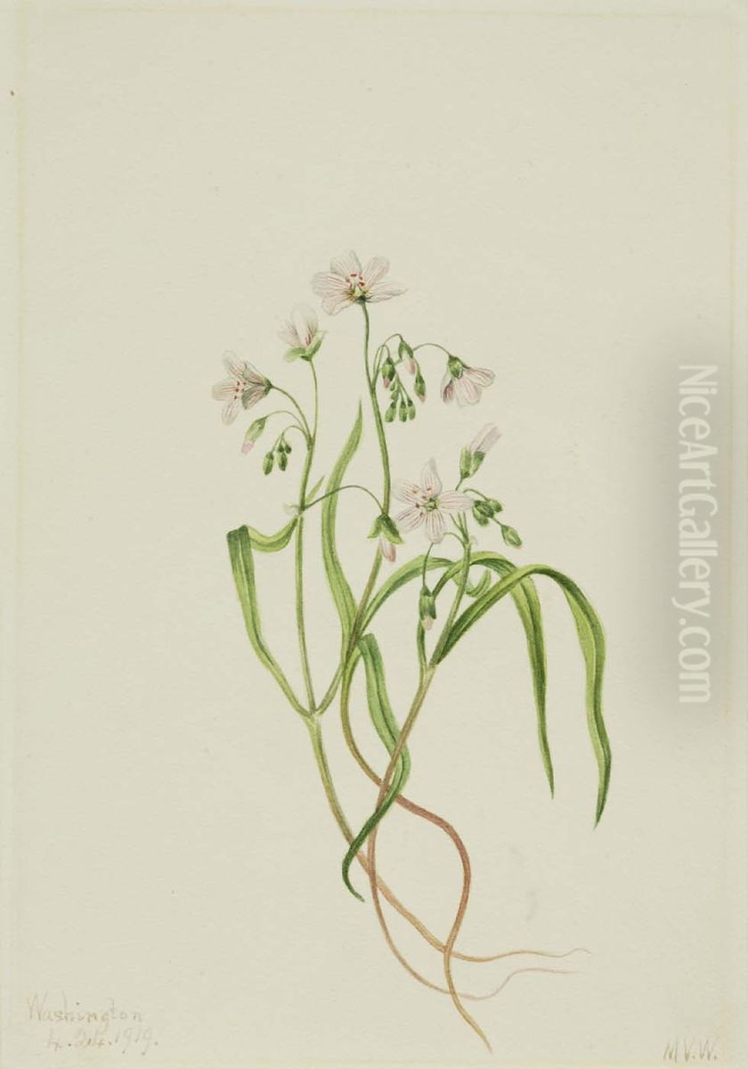 Virginia Springbeauty (Claytonia virginica) Oil Painting by Mary Vaux Walcott