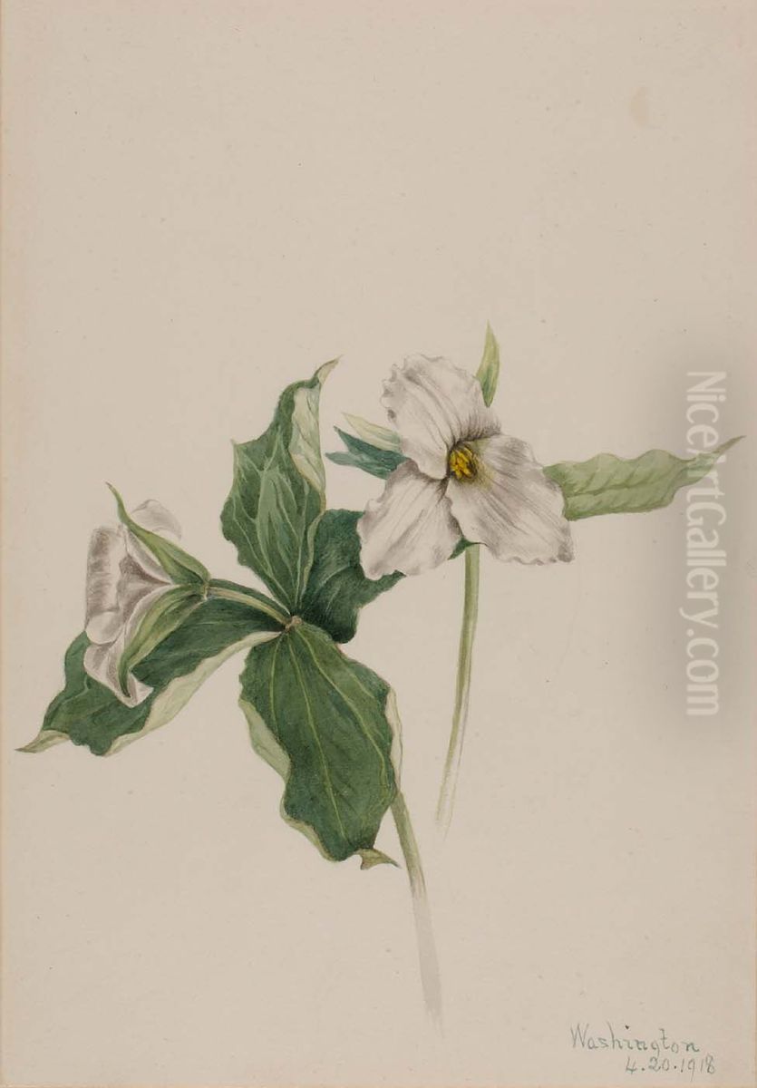 Wake-Robin (Trillium grandiflorum) Oil Painting by Mary Vaux Walcott