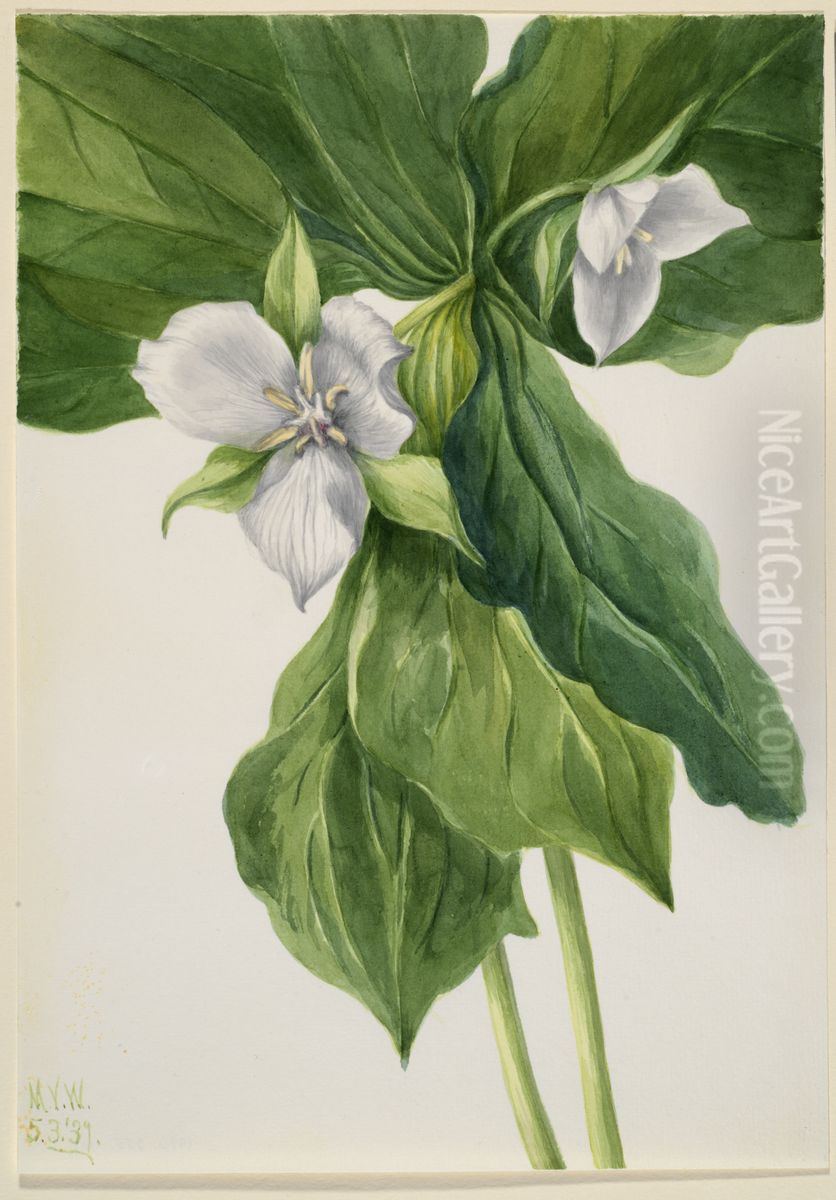 Wake-Robin (Trillium simile) Oil Painting by Mary Vaux Walcott