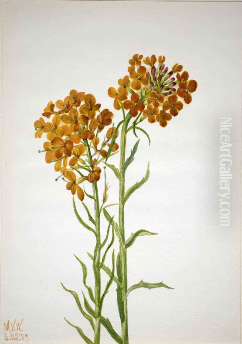 Wallflower (Erysimum wheeleri) Oil Painting by Mary Vaux Walcott