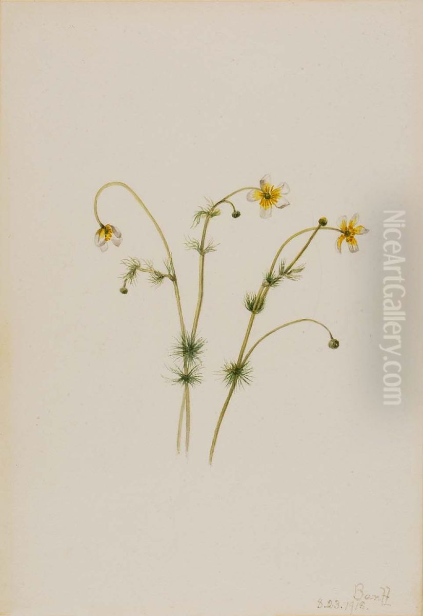 Water Crowfoot (Batrachium trichophyllum) Oil Painting by Mary Vaux Walcott