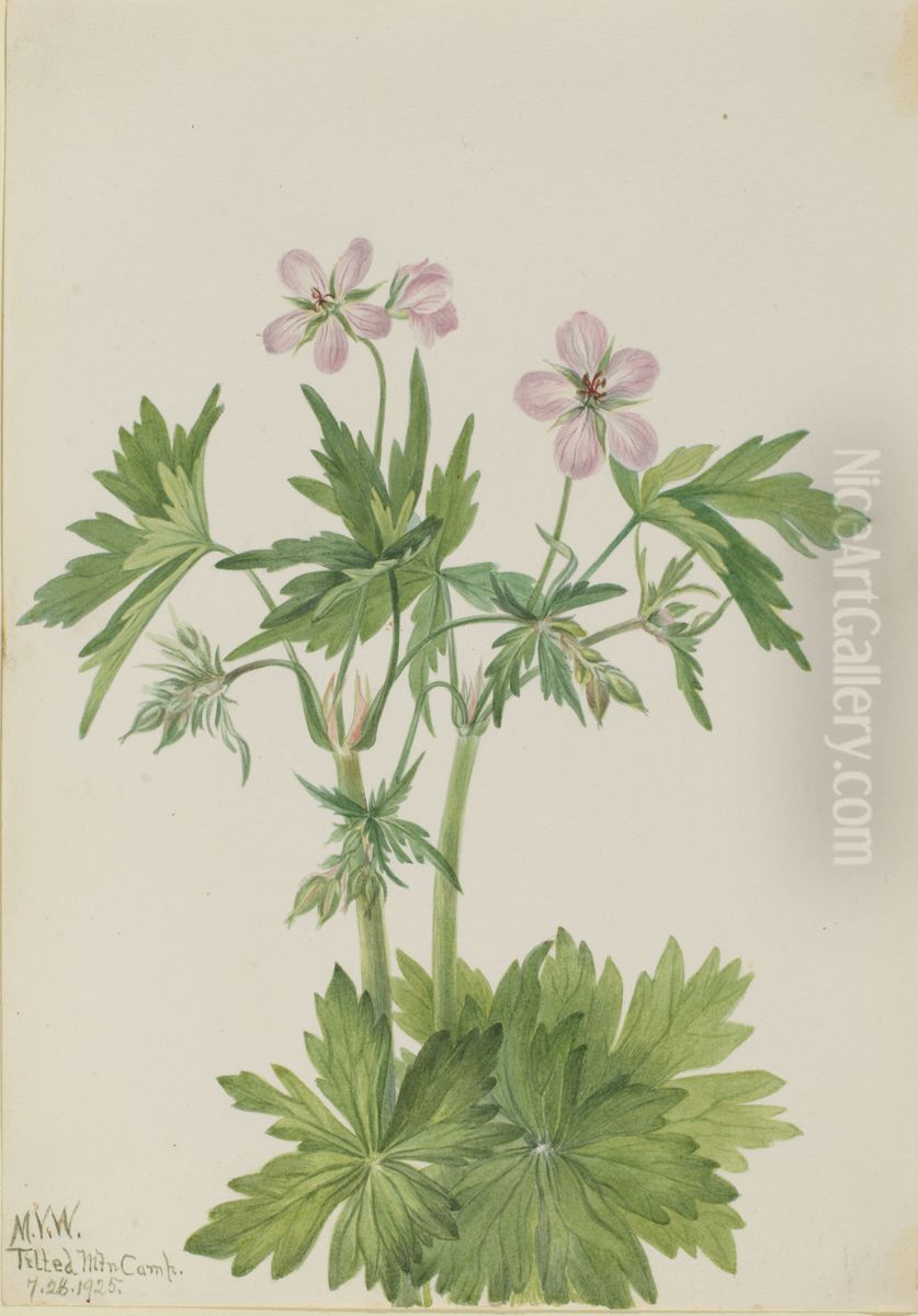 Western Cranesbill (Geranium viscosissimum) Oil Painting by Mary Vaux Walcott