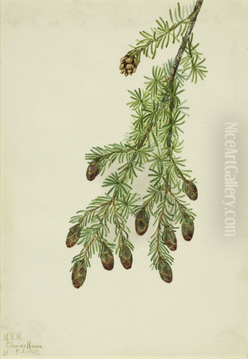Western Hemlock (Tsuga heterophylla) Oil Painting by Mary Vaux Walcott