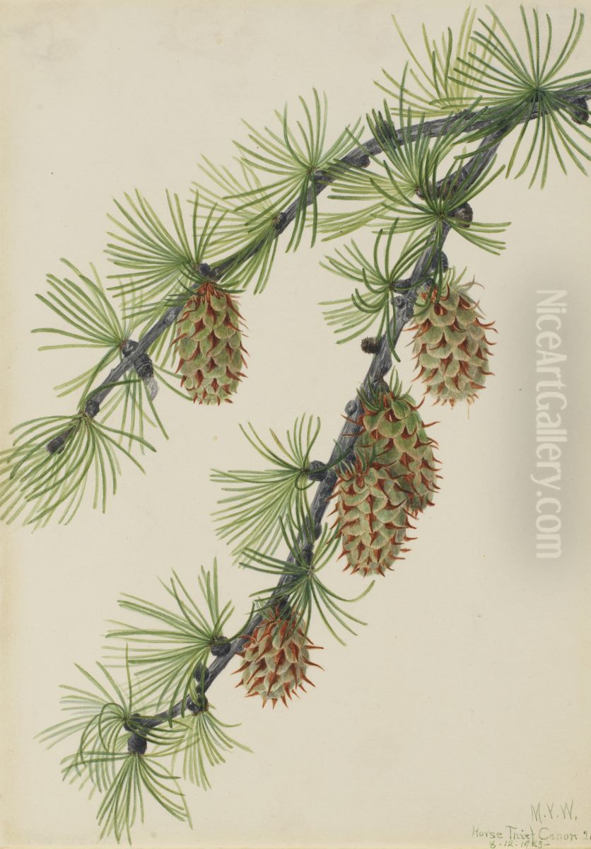 Western Larch (Larix occidentalis) Oil Painting by Mary Vaux Walcott