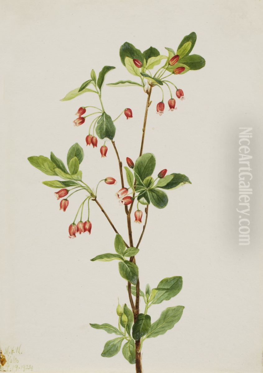 Western Menziesia (Menziesia glabella) Oil Painting by Mary Vaux Walcott