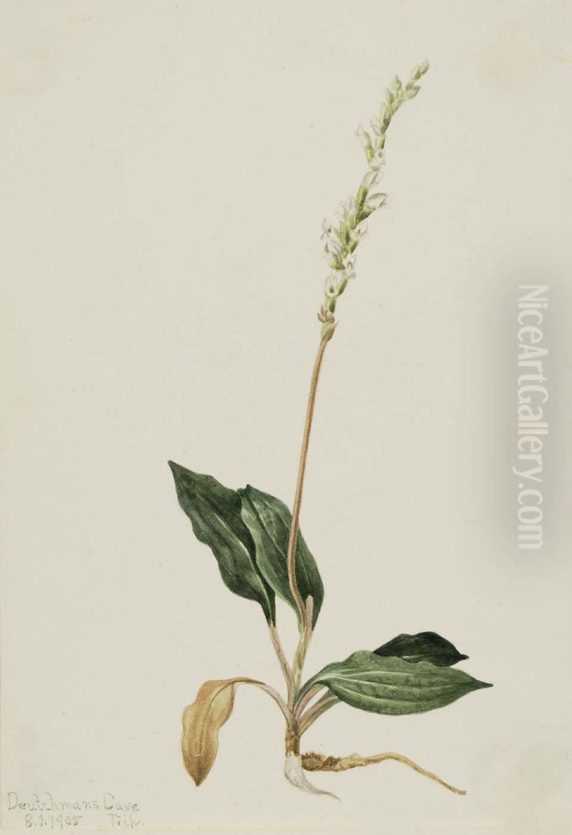Western Rattlesnake Plantain (Peranium decipiens) Oil Painting by Mary Vaux Walcott