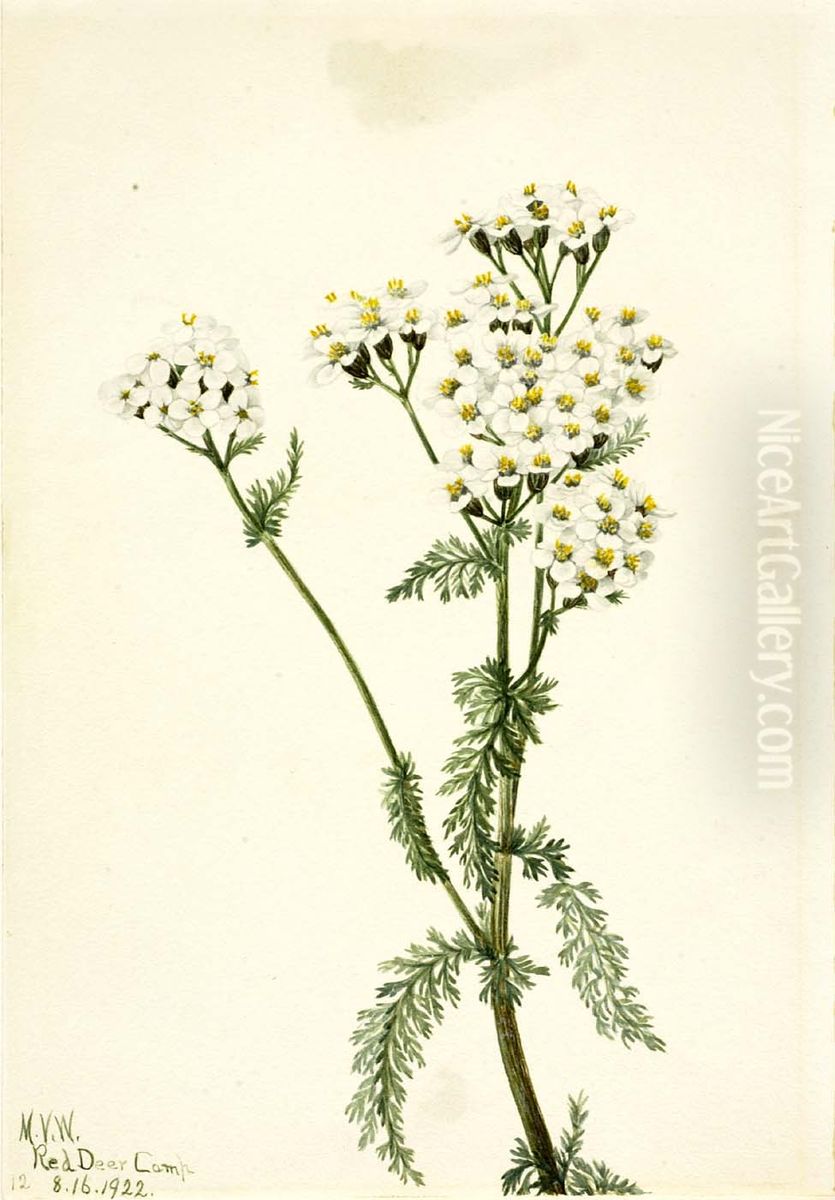 Western Yarrow (Achillea lanulosa) Oil Painting by Mary Vaux Walcott
