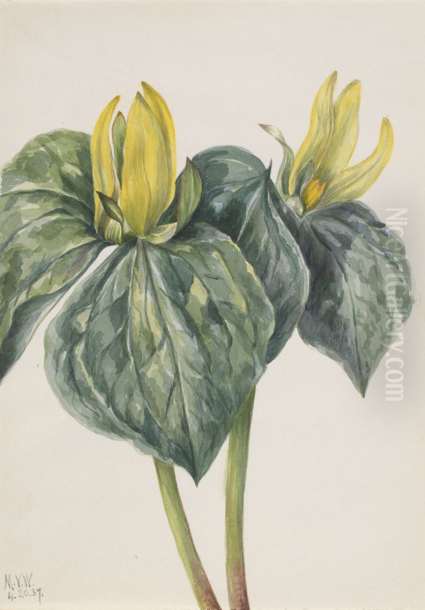 Whippoorwill Flower (Trillium hugeri) Oil Painting by Mary Vaux Walcott