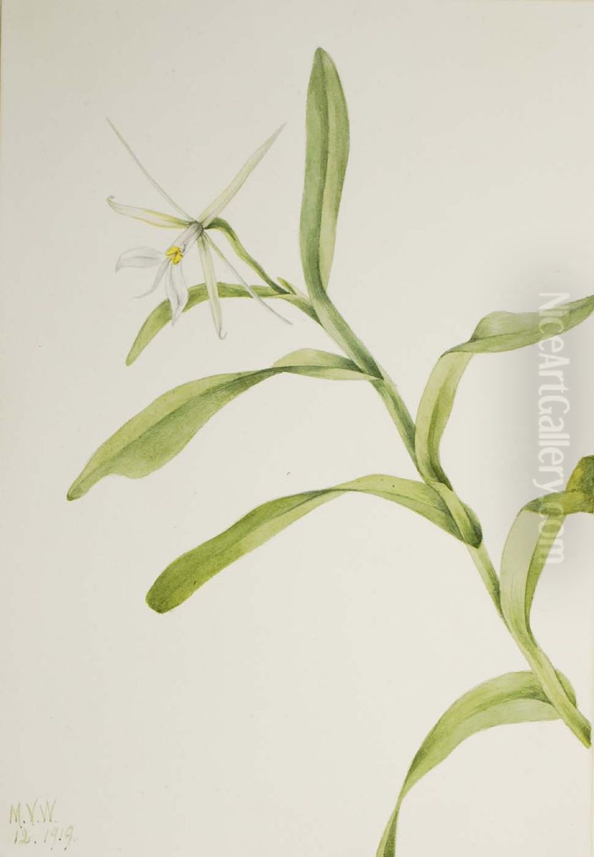 White Epidendrum (Epidendrum nocturnum) Oil Painting by Mary Vaux Walcott