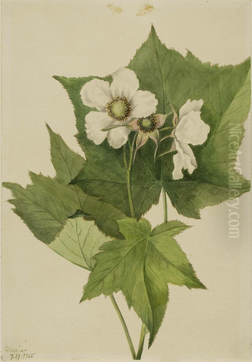 White Flowering Raspberry (Rubus parviflorus) Oil Painting by Mary Vaux Walcott
