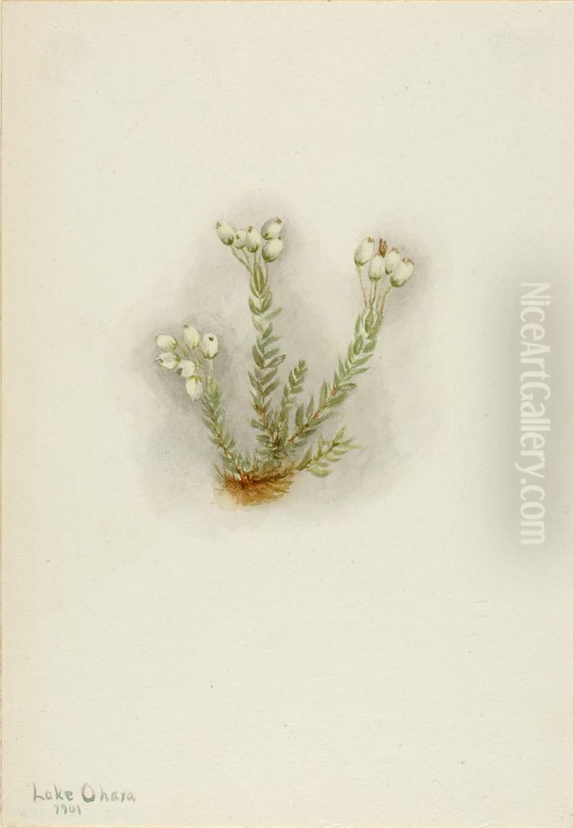 White Heather (Phyllodoce grandiflora) Oil Painting by Mary Vaux Walcott