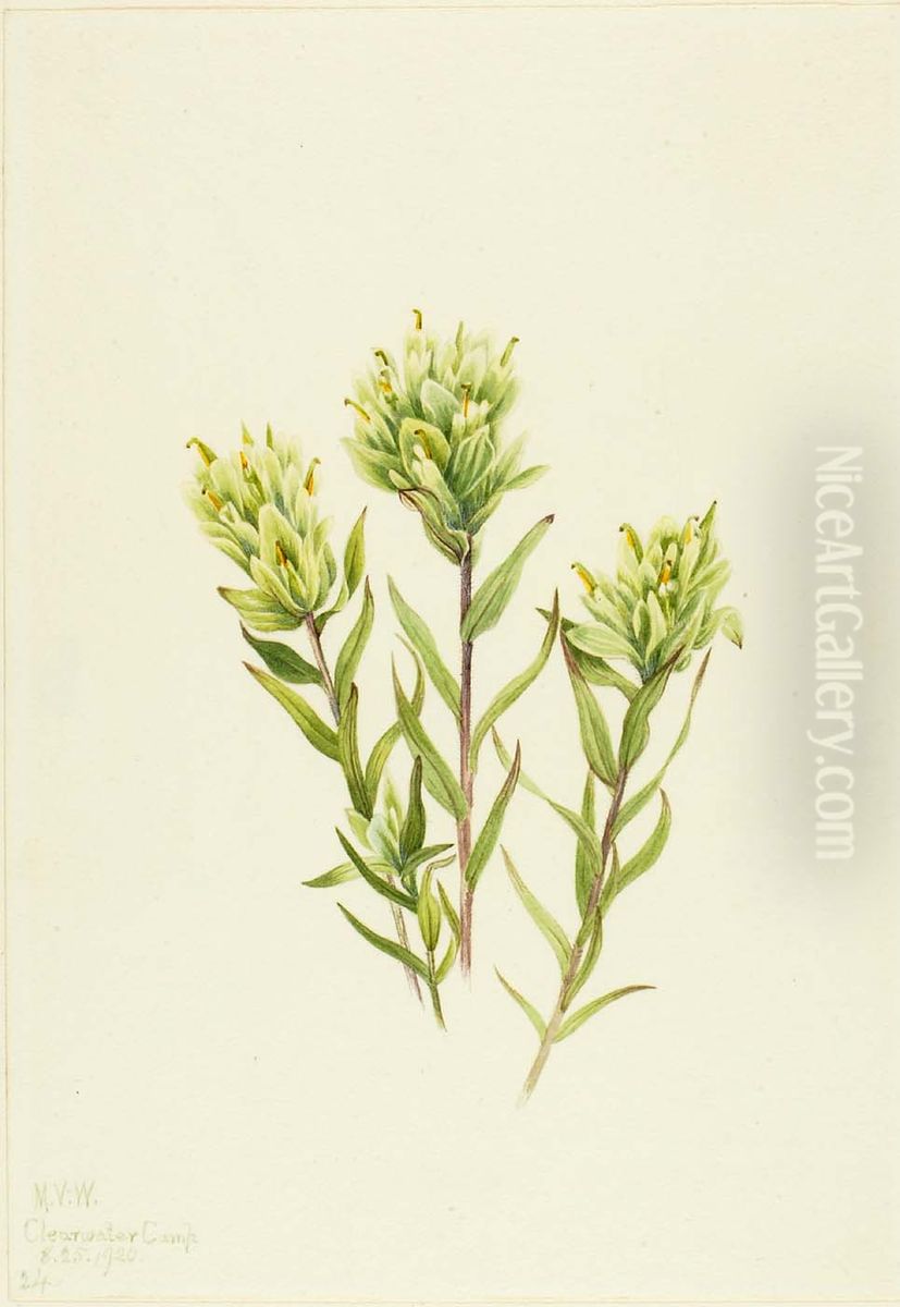 White Indian Paintbrush (Castilleja occidentalis) Oil Painting by Mary Vaux Walcott
