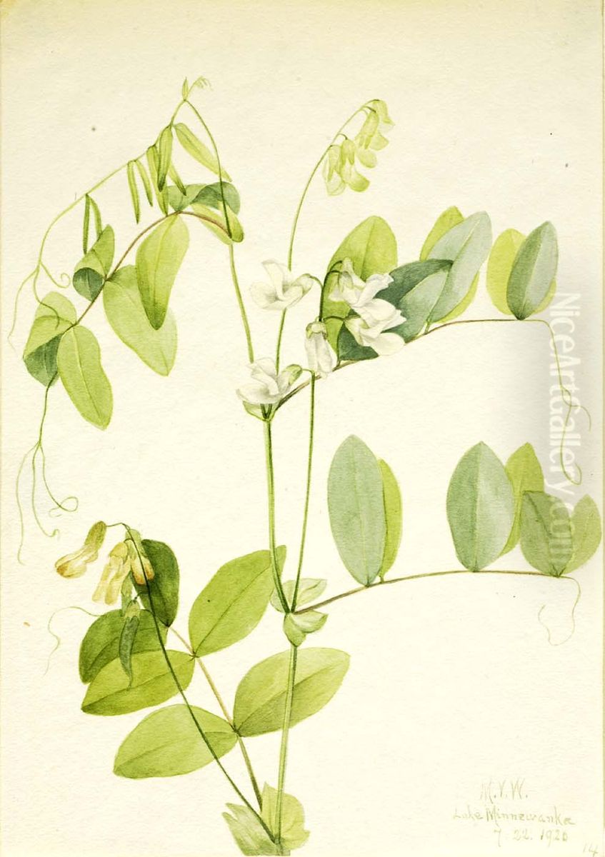 White Pea (Lathyrus ochroleucus) Oil Painting by Mary Vaux Walcott