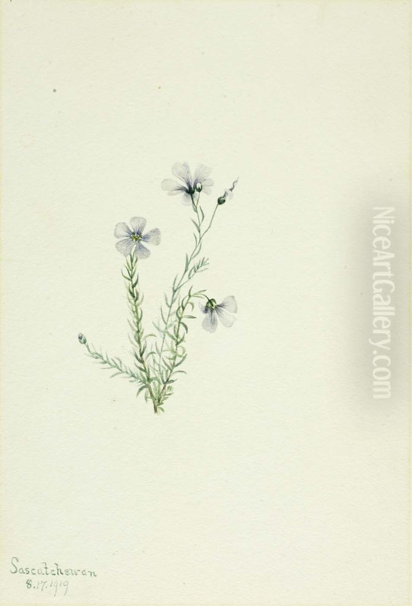 Wild Flax (Linum lewisii) Oil Painting by Mary Vaux Walcott