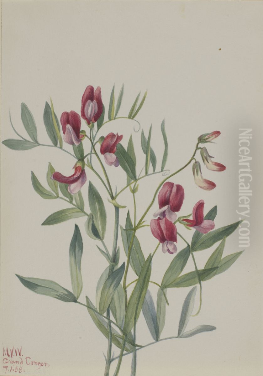 Wild Pea (Lathyrus decaphyllus) Oil Painting by Mary Vaux Walcott