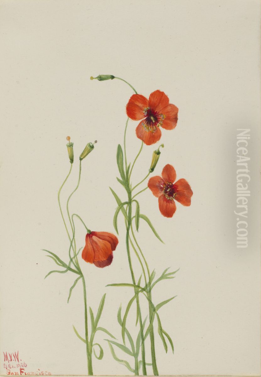 Wind Poppy (Stylomecon heterophylla) Oil Painting by Mary Vaux Walcott