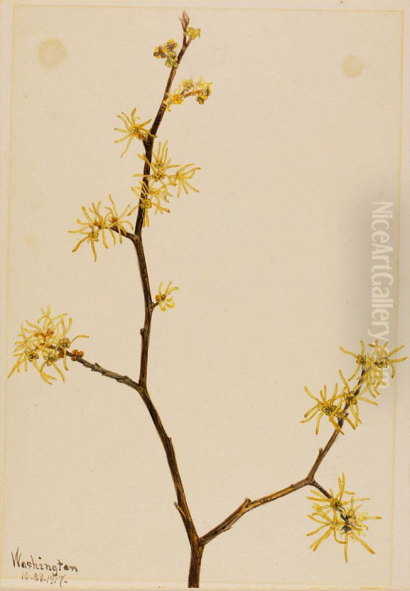 Witch-Hazel (Hamamelis virginiana) Oil Painting by Mary Vaux Walcott