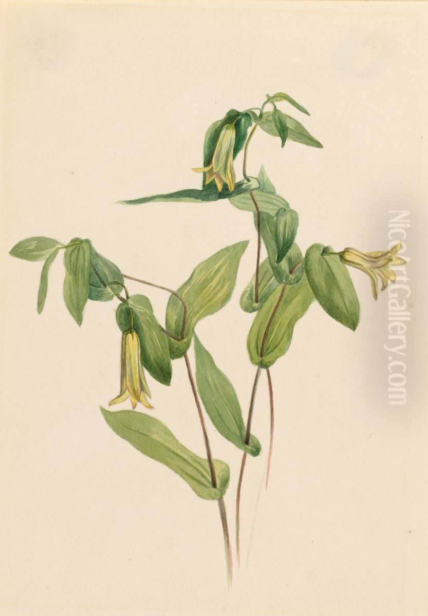 Wood Merrybells (Uvularia perfoliata) Oil Painting by Mary Vaux Walcott