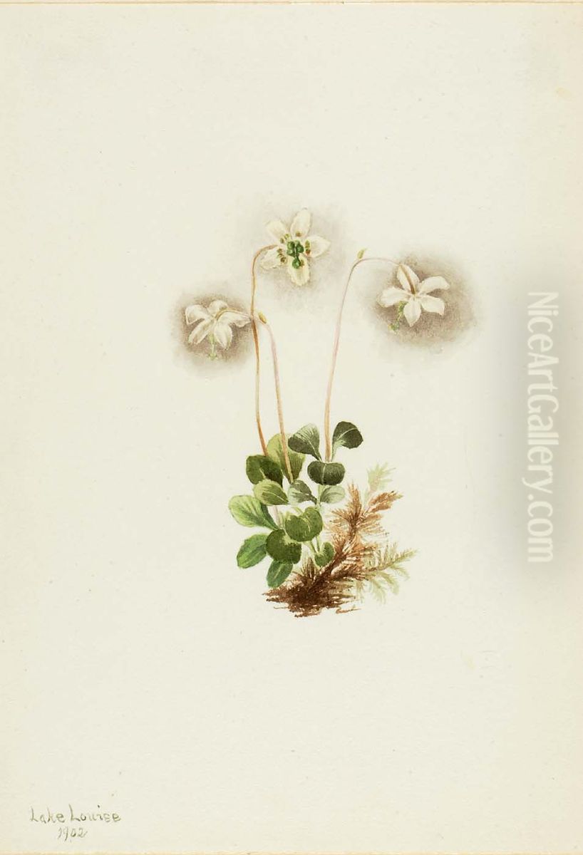 Wood-Nymph (Moneses uniflora) Oil Painting by Mary Vaux Walcott