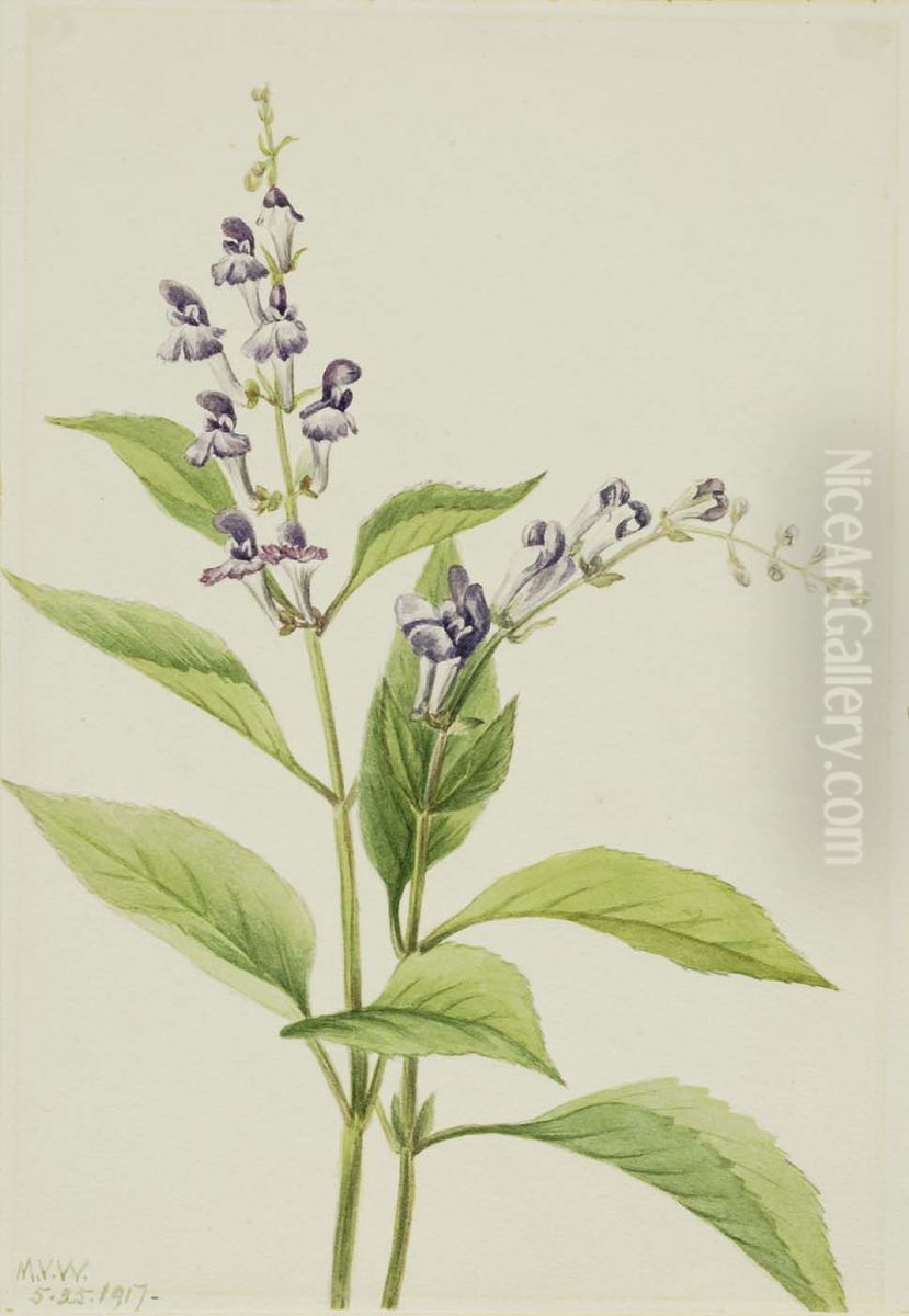 Wood Skullcap (Scutellaria serrata) Oil Painting by Mary Vaux Walcott