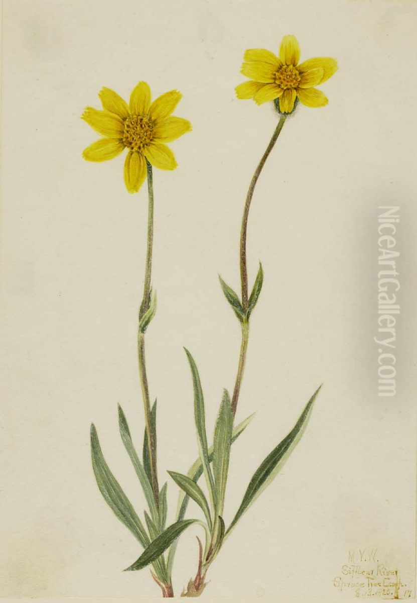 Woolly Arnica (Arnica tomentosa) Oil Painting by Mary Vaux Walcott