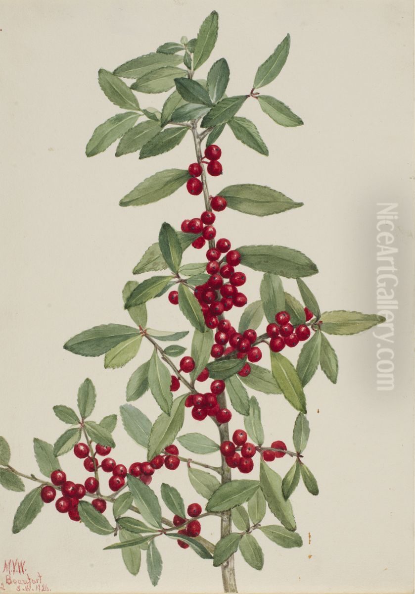 Yaupon (Ilex vomitoria) Oil Painting by Mary Vaux Walcott