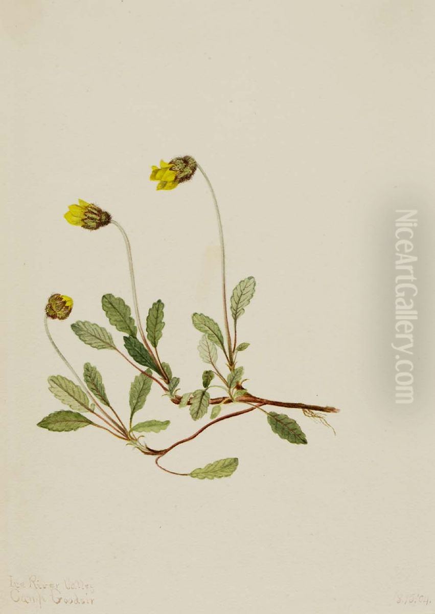 Yellow Dryad (Dryas drummondii) Oil Painting by Mary Vaux Walcott