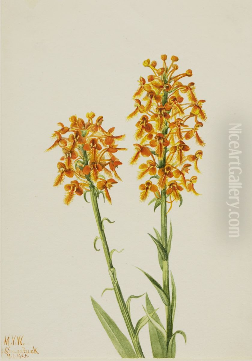 Yellow Fringe Orchid (Habenaria ciliaris) Oil Painting by Mary Vaux Walcott