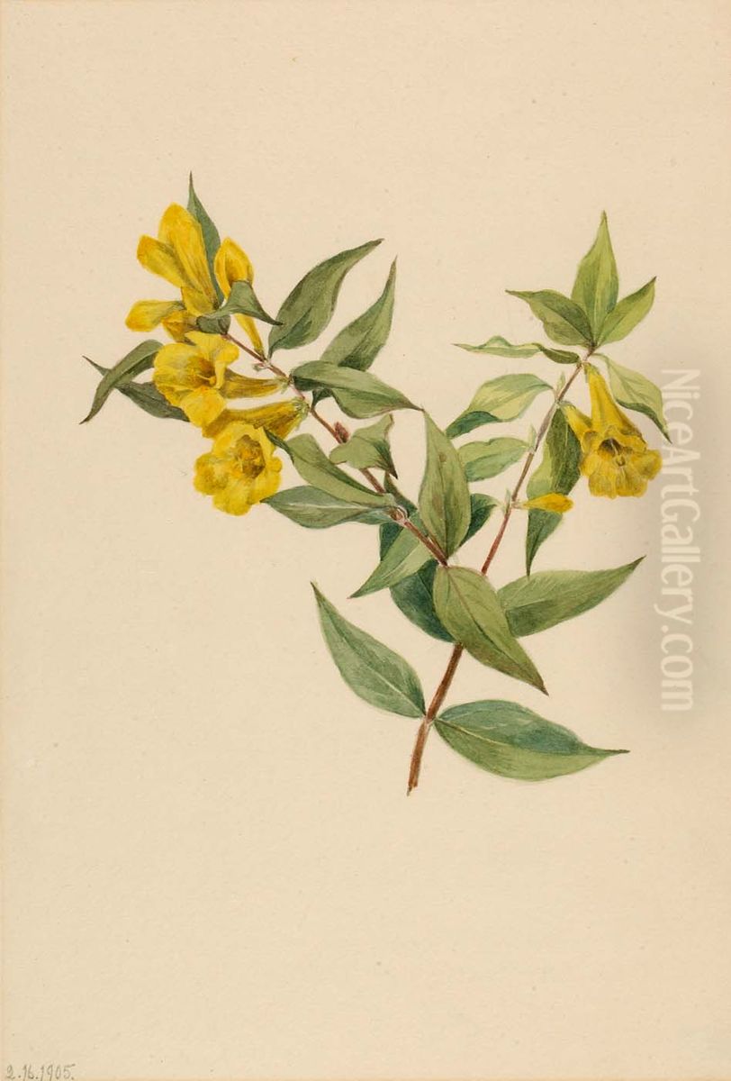Yellow Jessamine (Gelsemium sempervirens) Oil Painting by Mary Vaux Walcott