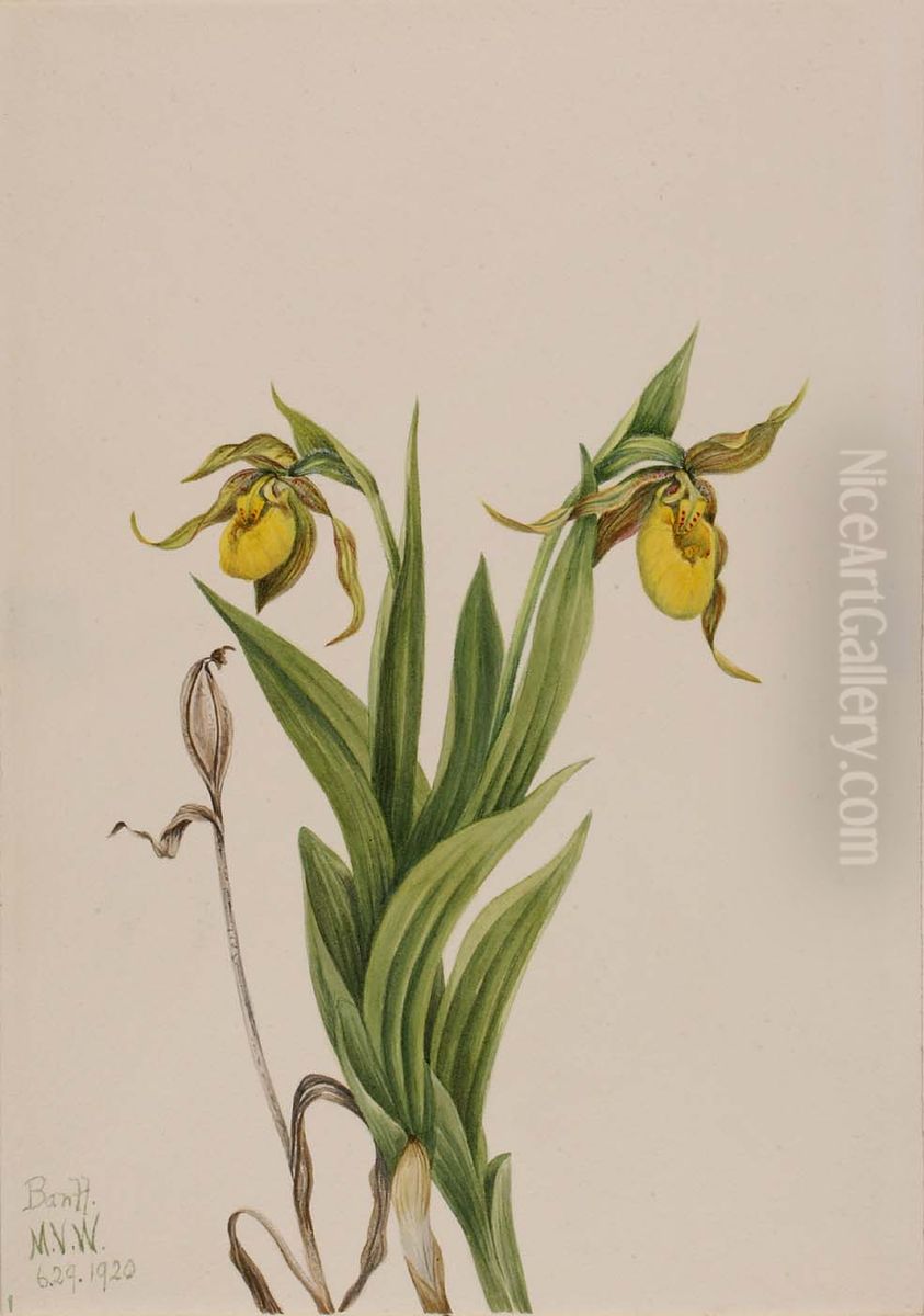 Yellow Lady's Slipper (Cypripedium parviflorum) Oil Painting by Mary Vaux Walcott
