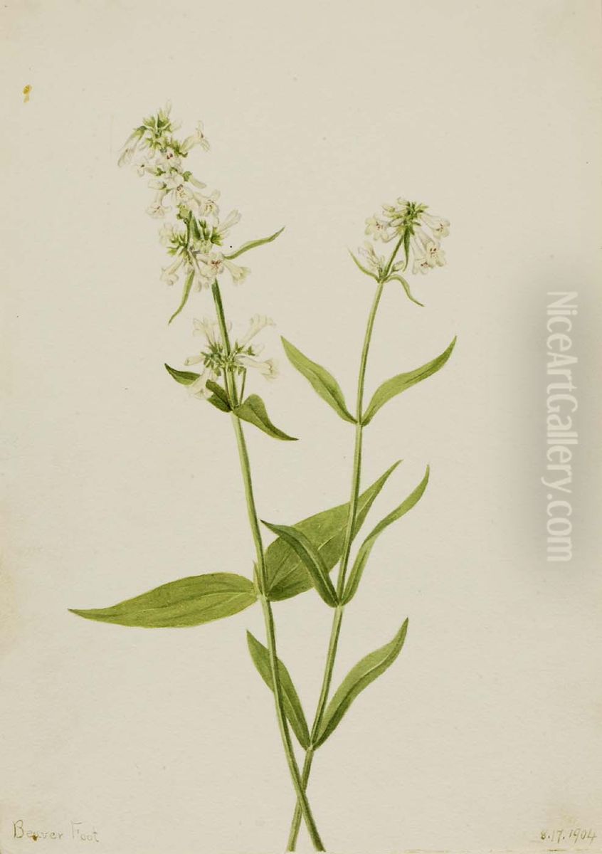 Yellow Pentstemon (Pentstemon confertus) Oil Painting by Mary Vaux Walcott