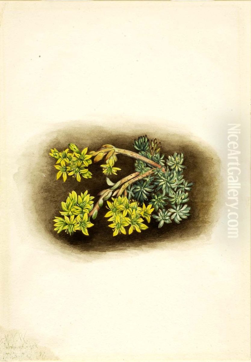 Yellow Stonecrop (Sedum stenopetalum) Oil Painting by Mary Vaux Walcott