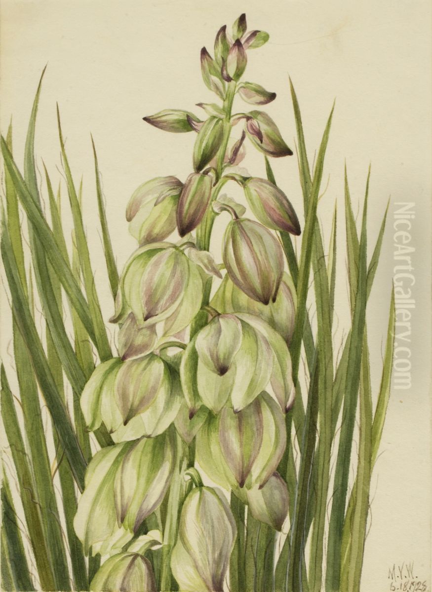 Yucca (Yucca baileyi) Oil Painting by Mary Vaux Walcott