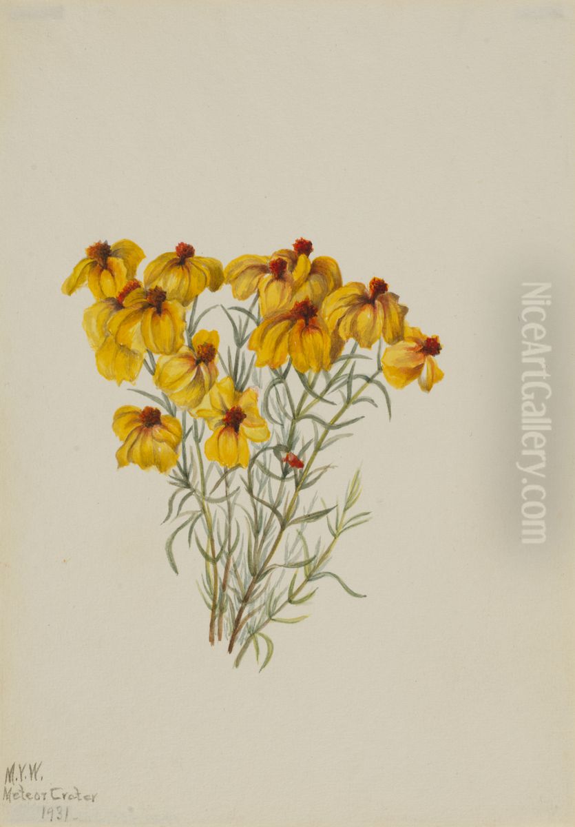 Zinnia (Zinnia grandiflora) Oil Painting by Mary Vaux Walcott