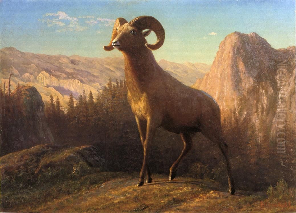 A Rocky Mountain Sheep, Ovis, Montana Oil Painting by Albert Bierstadt